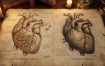 文艺复兴手稿级AI绘图方案：一键生成复古解剖风插画，让自媒体内容自带大师质感